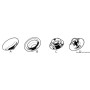 Bottoni acciaio inox D N20543002729-0%